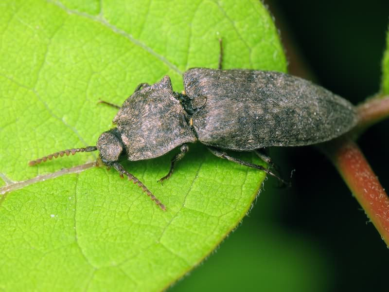 Agrypnus murinus (Linnaeus, 1758)